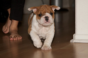 X-mas English bulldog puppy Patrick for adoption